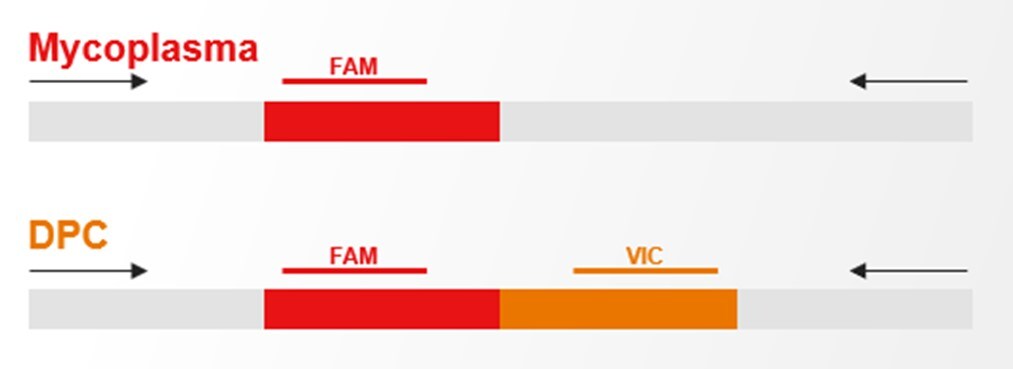図1. 異なる蛍光色素により、マイコプラズマとDPCの識別ができる