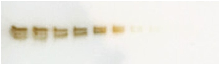 図3. メンブレン上での茶色いバンドの検出例