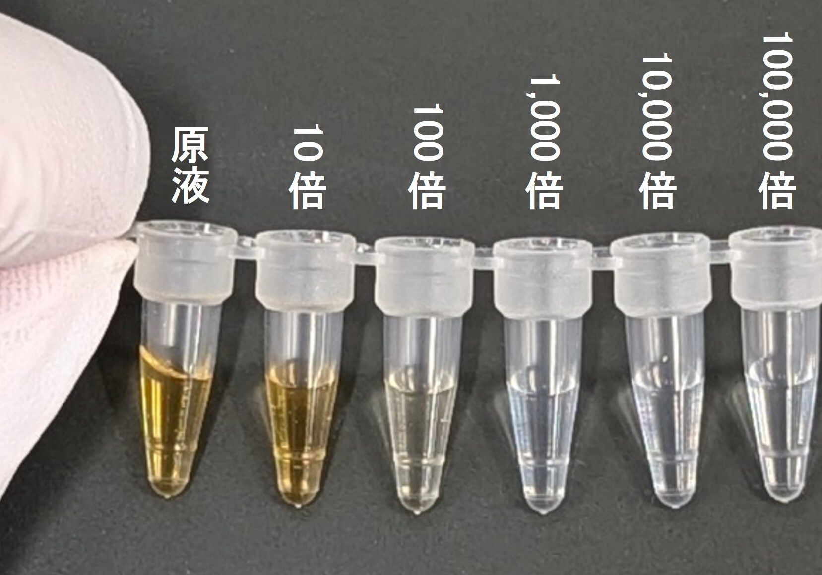 図2. 動画2で使用した発光後の8連チューブの様子