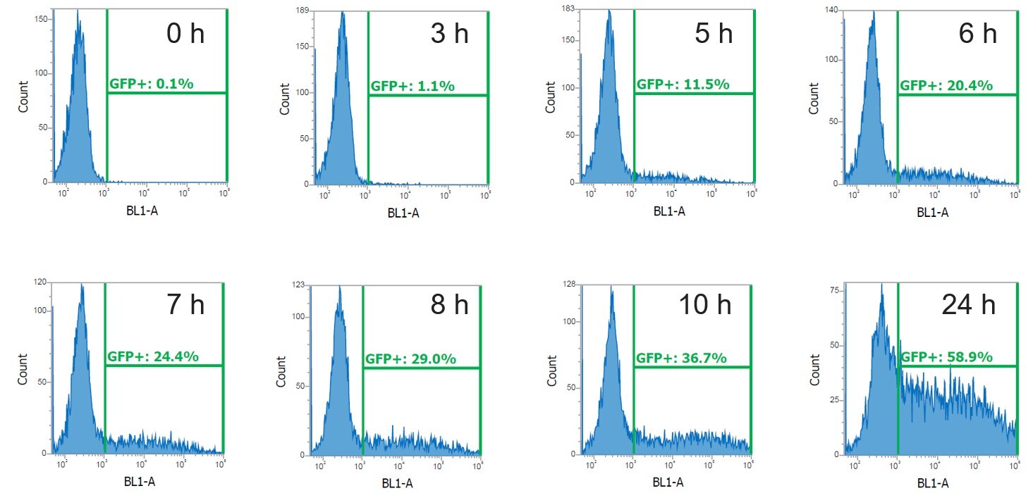 図2. EmGFP発現ベクターをトランスフェクションした後の経時的なフローサイトメトリーデータ
緑文字の%表示はGFP陽性率を示している