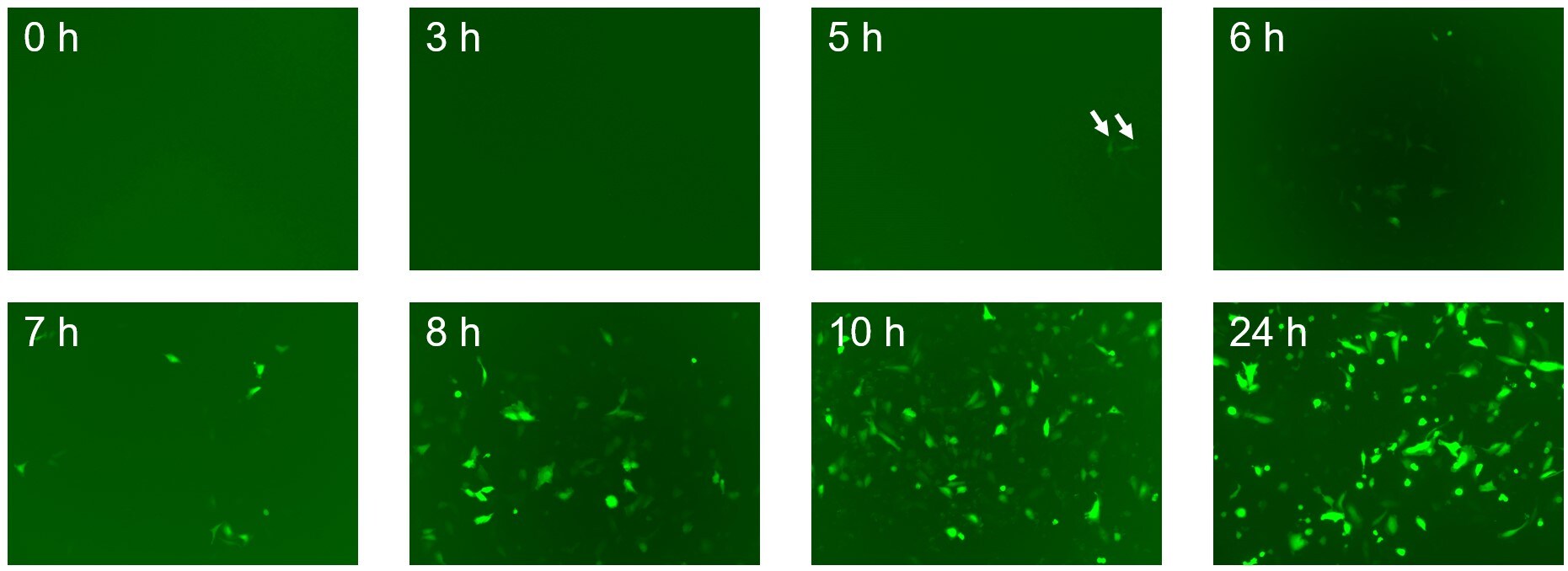 図1. EmGFP発現ベクターをトランスフェクションした後の経時的な蛍光画像
撮影条件は一定だが、視野は異なる
5 hの画像では少ないながらGFP発現している細胞の蛍光が確認できる（矢印）