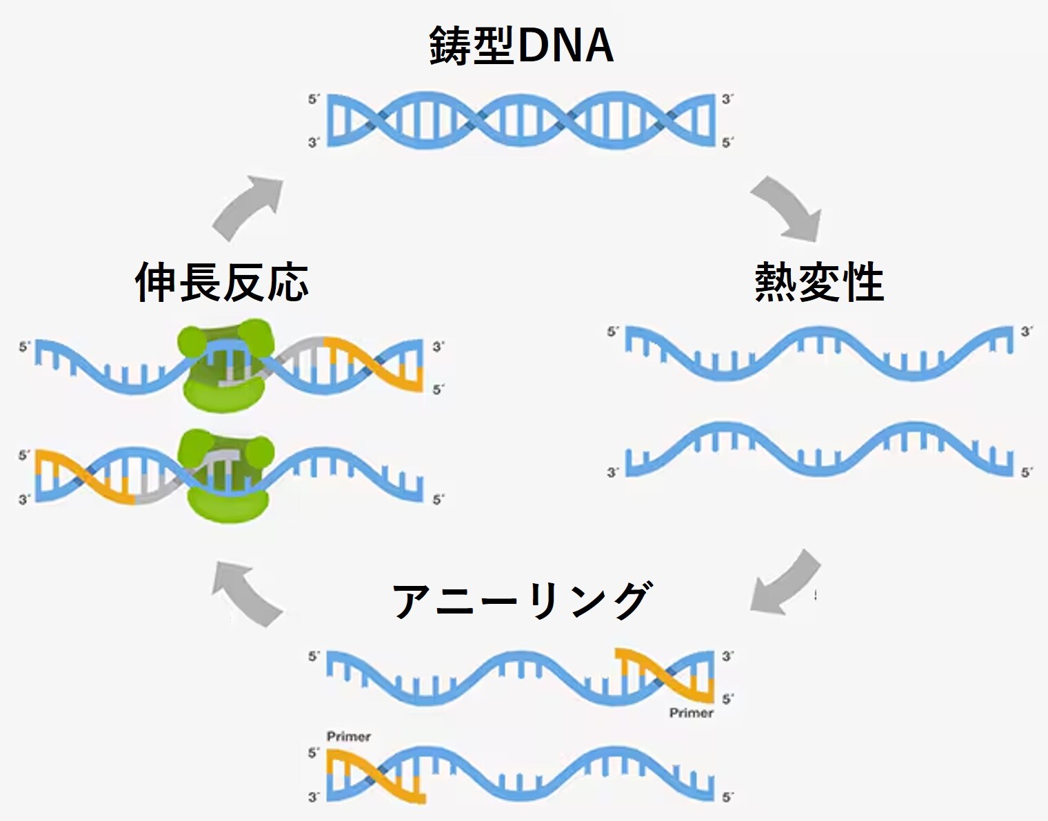 図1. PCRの3つの主要ステップ