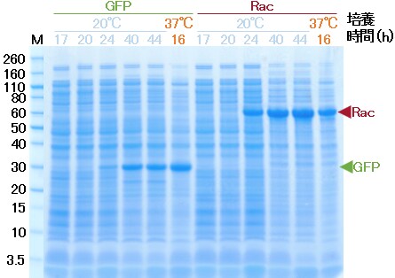 図6 SDS-PAGEの結果。OD測定結果を指標に菌体数をそろえたサンプルをアプライした。培養時間：培養開始後の経過時間。M: Novex Sharp Unstained Protein Standard。