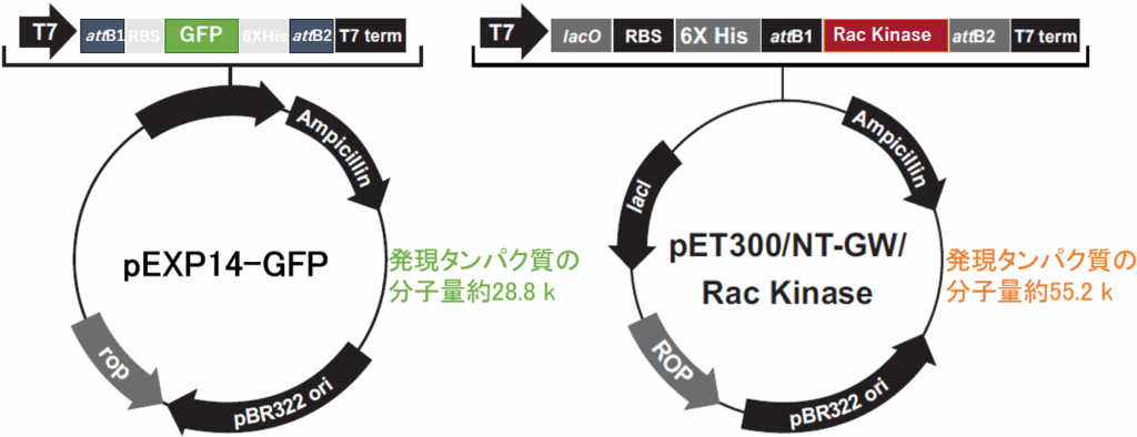 図3. 使用した発現ベクターのマップ