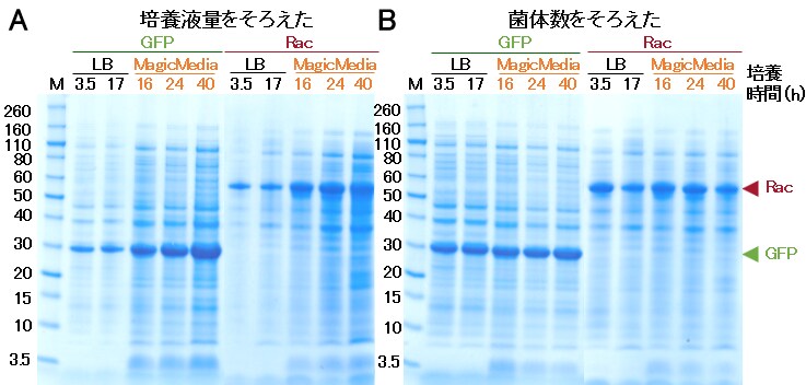 図5. SDS-PAGEの結果。A: 培養液各5 µLをSDS化したものをアプライした。B：OD測定結果を指標に菌体数をそろえたサンプルをアプライした。培養時間：LB培地の結果はIPTG添加後の経過時間。MagicMedia Mediumの結果は培養開始後の経過時間。M: Invitrogen™ Novex™ Sharp Unstained Protein Standard。