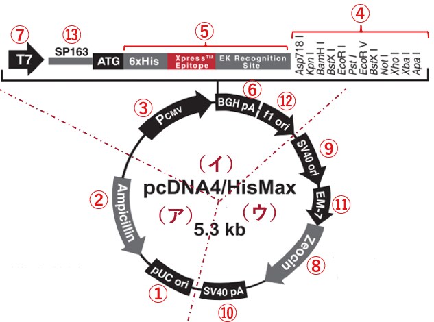 3領域に分類：（ア）大腸菌内でのベクターの複製・維持に関わる領域（イ）目的遺伝子のクローニング・発現に関わる領域（ウ）その他大腸菌以外の生物内での機能（選別・ゲノムへの組み込みなど）に関わる領域