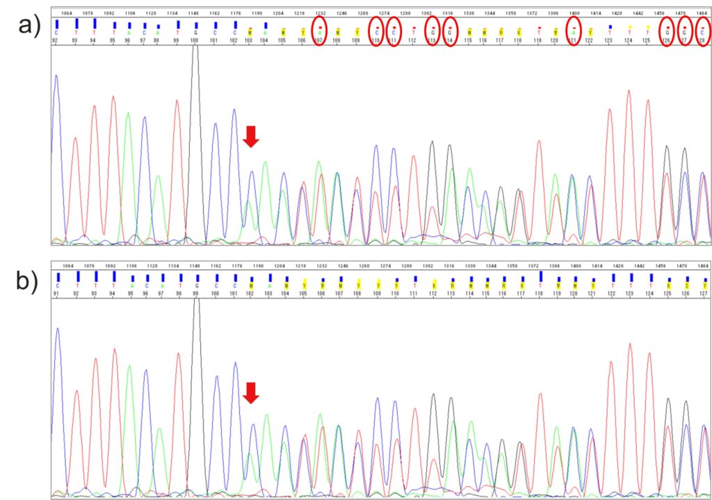 ヘテロ接合性Indelサンプルのシーケンス解析結果