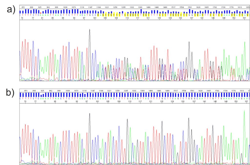 シーケンス解析結果