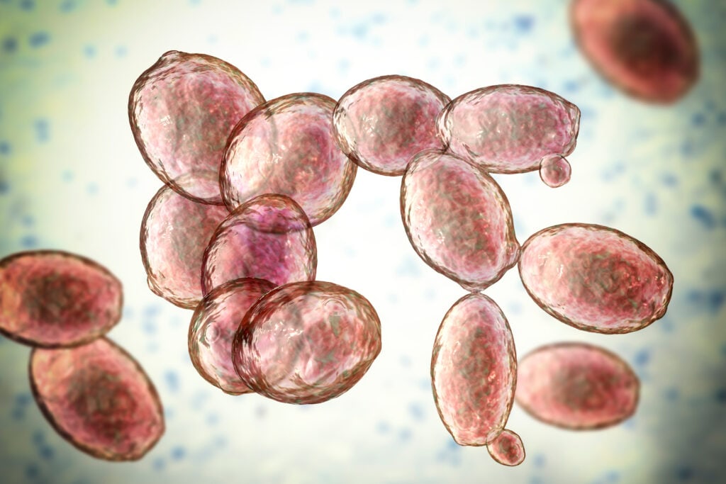 Illustration of yeast cells 