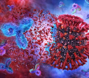 Illustration of an antibody attacking a coronavirus