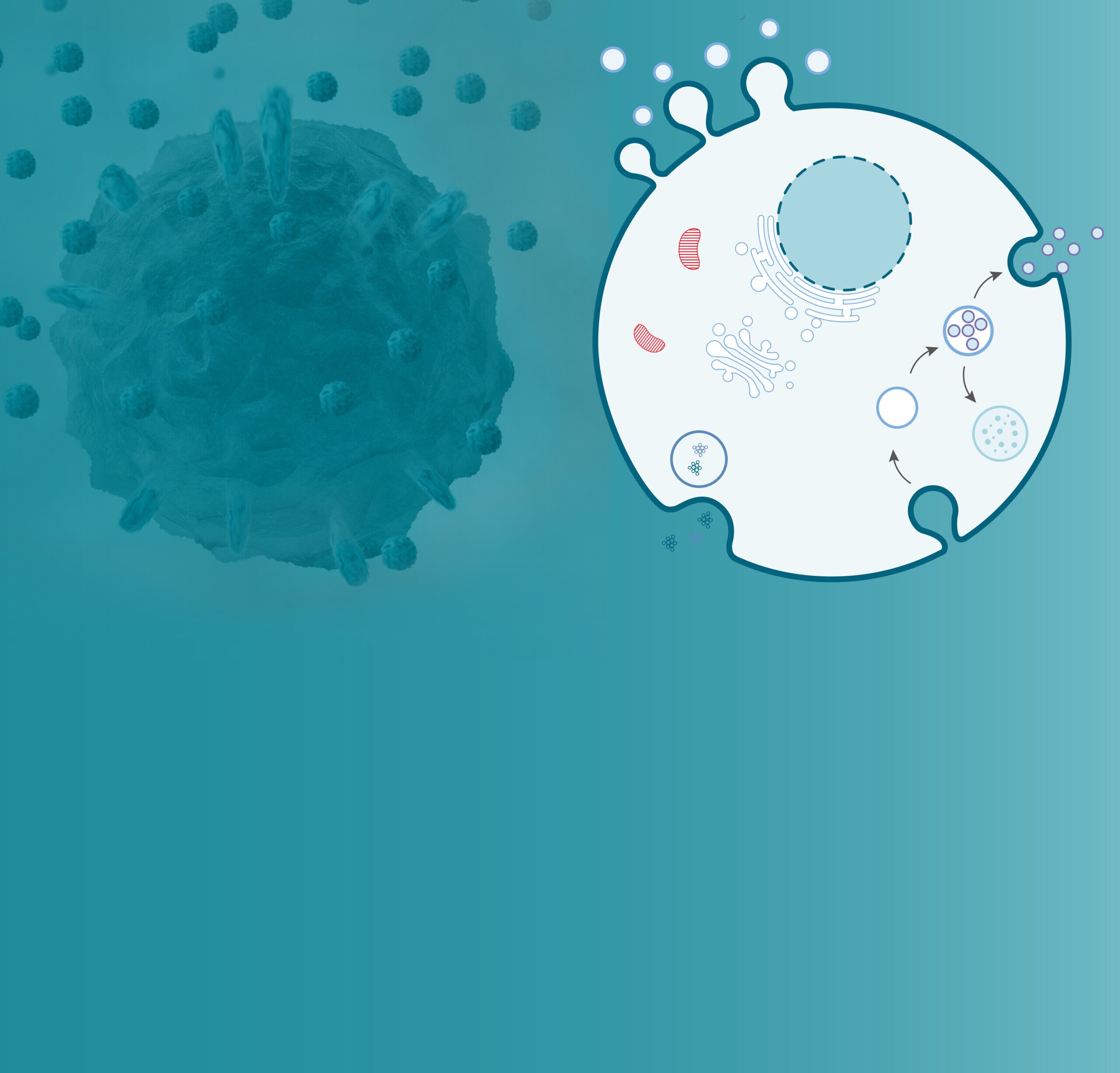 Unveiling Exosome Isolation and Purification Protocols A Deep Dive
