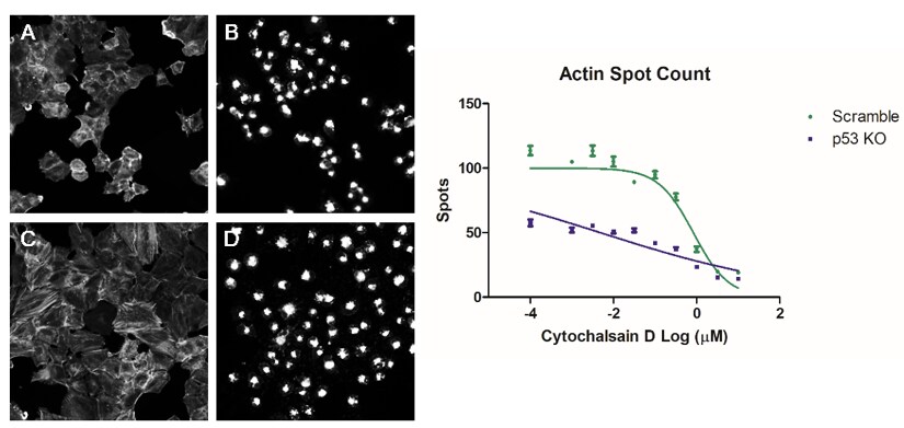 p53 knockout cells (A and B) showed increased sensitivity to actin filament.