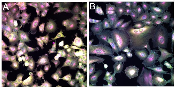 p53 knock out cells (1A) showed statistically relevant, phenotypic changes to all the cell painting targets compared to wild- type cells (1B).