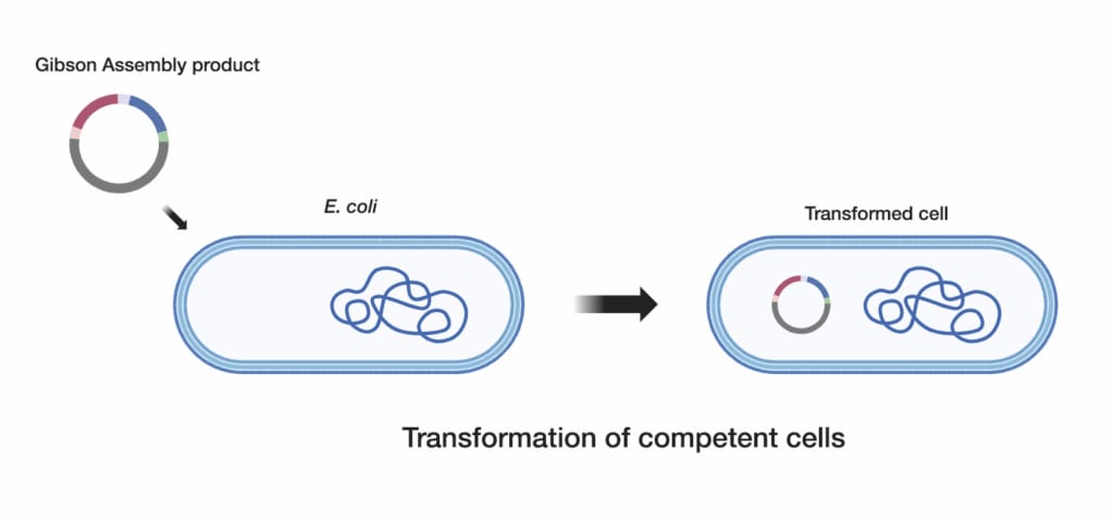 Illustration of Transforming Competent Cells 