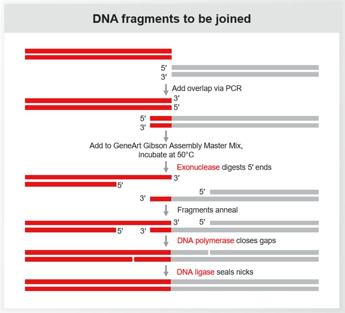 Gibson Assembly DNA assembly workflow 