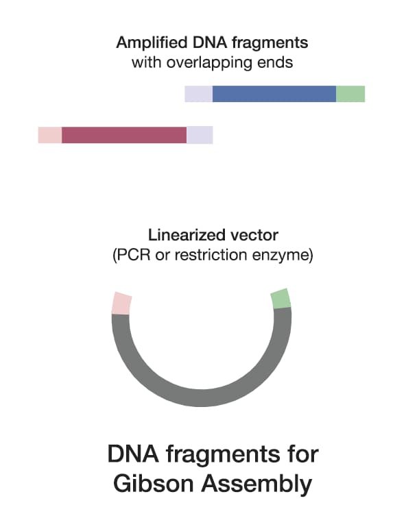 Illustration of Obtaining DNA Fragments for Gibon Assembly