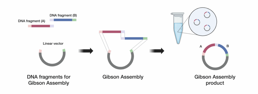 Illustration of the Gibson Assembly process