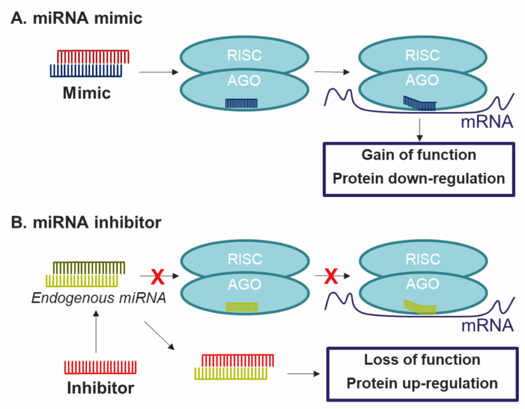 miRNA mimics act like endogenous miRNAs to cause protein down-regulation, while miRNA inhibitors prevent miRNA activity leading to protein up-regulation.