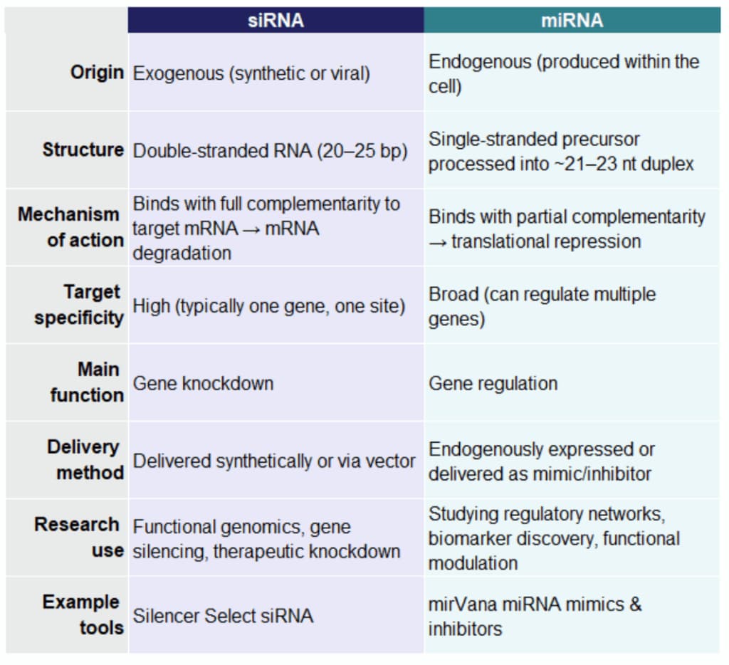 siRNA vs miRNA comparison table