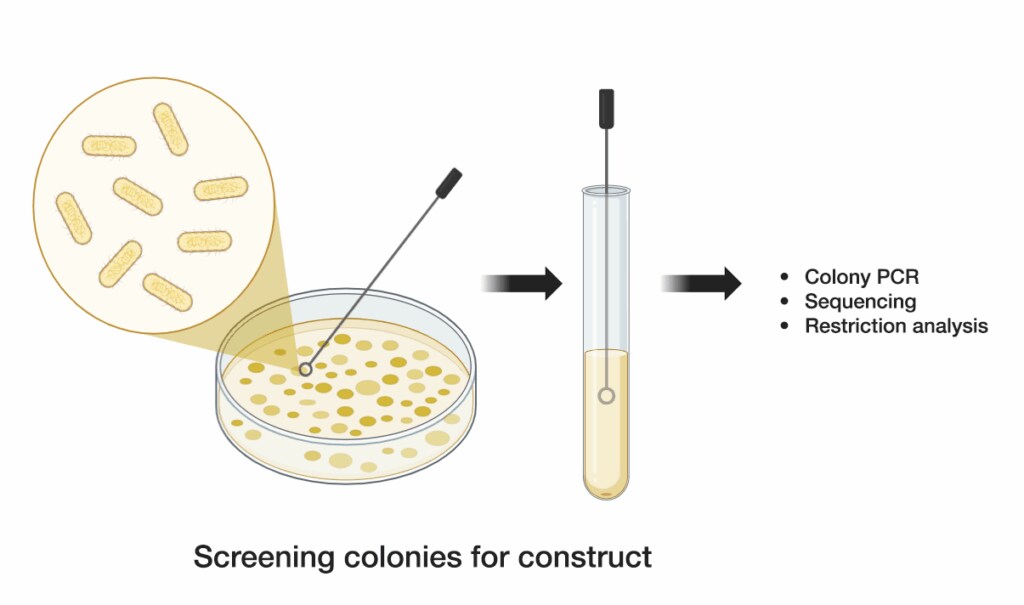 Illustration of Screening Colonies for Constuct 