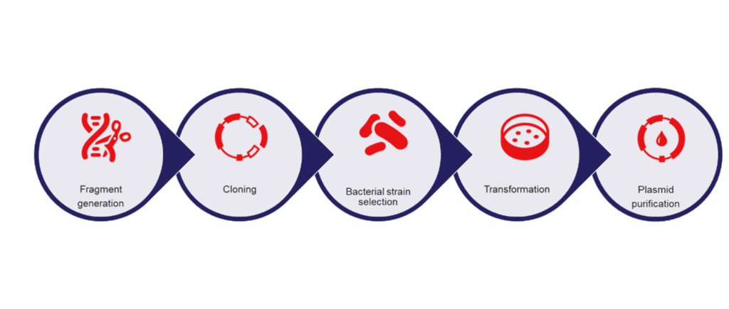 Overview of the general molecular biology workflow ending in plasmid prep