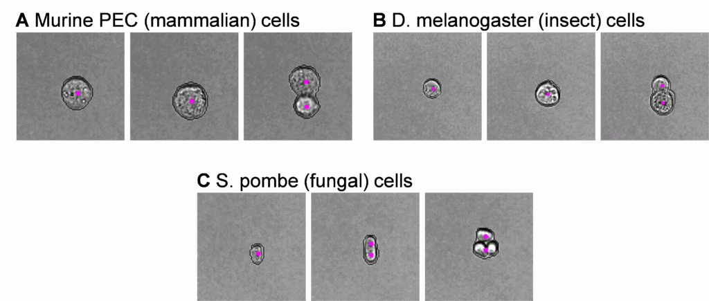 Evaluating AI image annotation model accuracy in the Image View Gallery. 