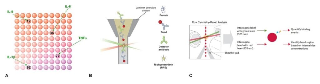Figure 1. How Luminex xMAP technology works. (A) Capture antibodies are bound to distinct Luminex beads which are internally dyed, and this allows the analysis of multiple analytes in a single well. (B) Samples mixed with bead sets bind analytes of interest via capture antibodies, and fluorescently labeled detection antibodies form an antibody-antigen sandwich. (C) Completed assays are read on a Luminex instrument, where one laser identifies the bead type and analyte, and another laser measures the magnitude of the bound analyte via PE-derived signal. 
