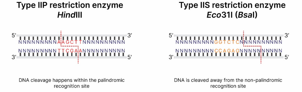 Type II restriction endonucleases