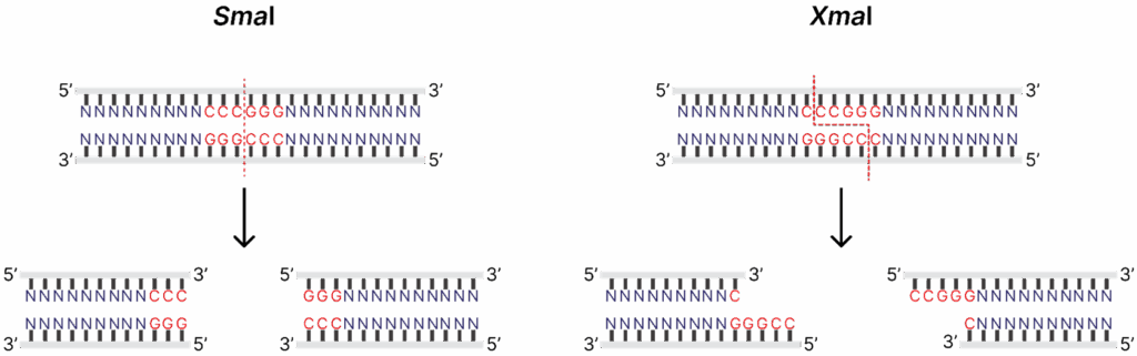 Restriction endonuclease cleavage site examples