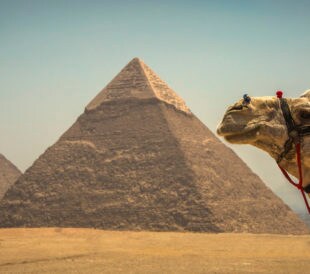 ancient Egypt camel