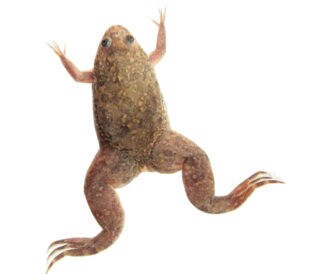 African Clawed Toad