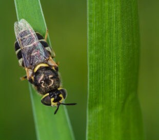 Africanized honeybee on a leaf. Image: aeiddam0853578919/Shutterstock.com