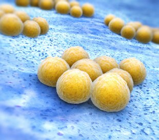 Staphylococcus aureus bacteria. Image: Tatiana Shepeleva/Shutterstock.com