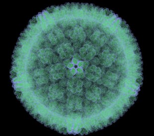 Cytomegalovirus. Image: molekuul.be/Shutterstock.com