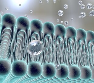 Cell membrane. Image: Kateryna Kon/Shutterstock.com