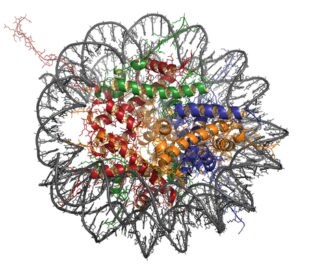 Nucleosome. Image: molekuul.be/Shutterstock.com