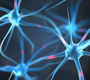 Neurons. Image: Leigh Prather/Shutterstock.com