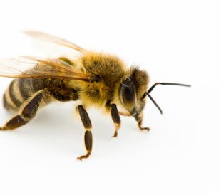 Honeybee. Image: Dani Vincek/Shutterstock.com