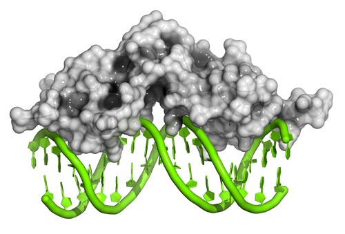 Glucocorticoid receptor with double-stranded DNA. Image: molekuul.be/Shutterstock.com