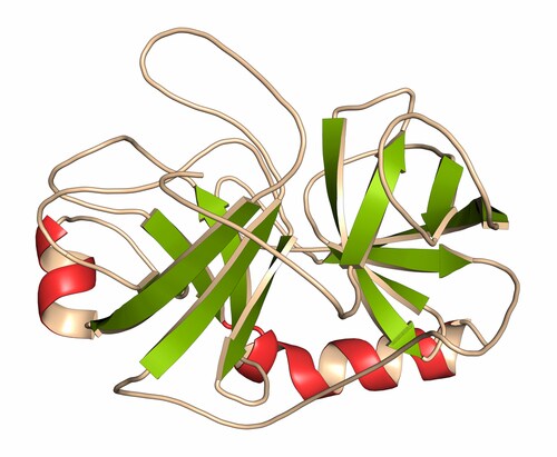 Trypsin digestive enzyme. Image: molekuul.be/Shutterstock.com