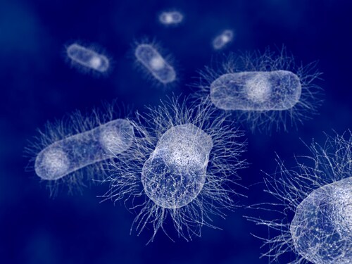 Шкідливі бактерії та їх назви: E. Coli (Кишкова паличка)|Photo: https://www.thermofisher.com