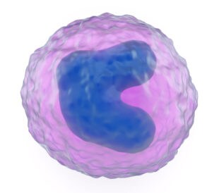 Monocyte. Image: somersault1824/Shutterstock.com