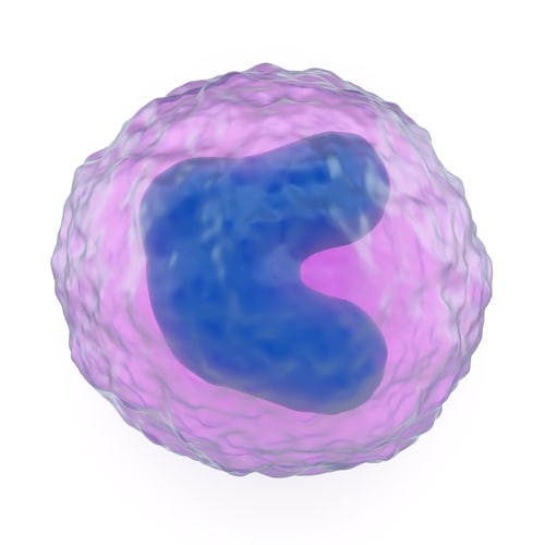 Monocyte. Image: somersault1824/Shutterstock.com