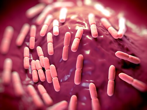 Lactobacillus bacteria