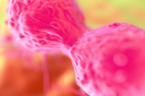 Dividing breast cancer cells
