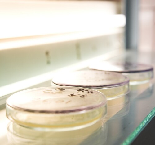 Petri dishes with tissue culture. Image: Vasiliy Koval/Shutterstock.com