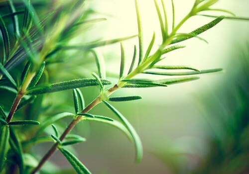Rosemary plant. Image: Subbotina Anna/Shutterstock.com