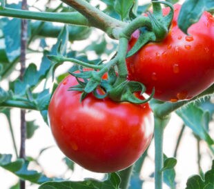 Bunch of red tomato with rain drops on a tree. Image: lobsters/Shutterstock.com.