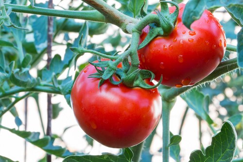 Bunch of red tomato with rain drops on a tree. Image: lobsters/Shutterstock.com.