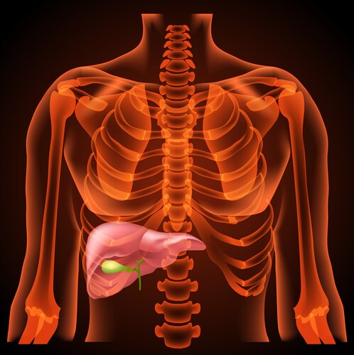 Medical structure of the liver,anatomy, 3D, neon light. Image: Elen Bushe/Shutterstock.com.